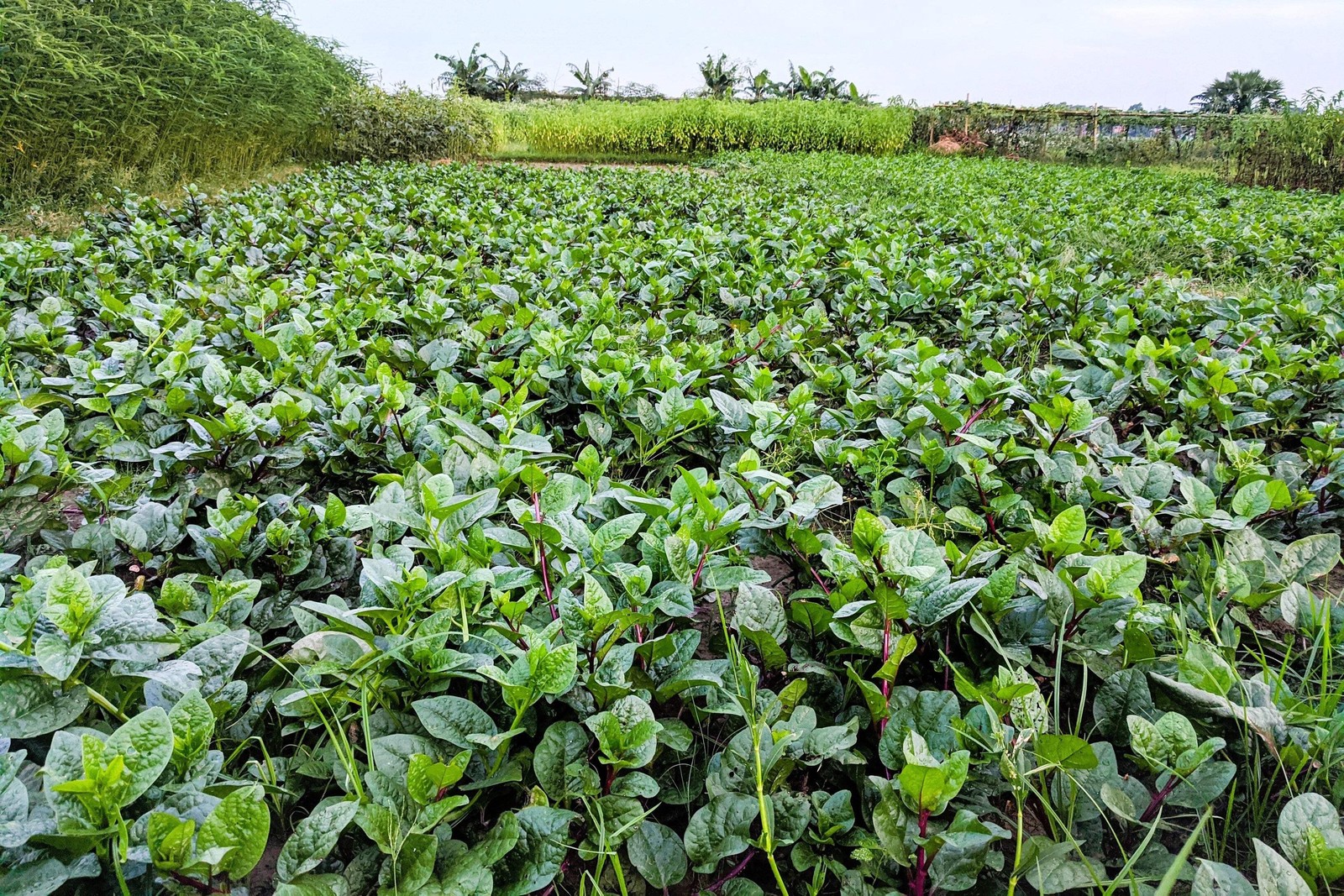 50 RED Stem MALABAR SPINACH Red Vine Ceylon Basella Alba Rubra Vegetable Seeds