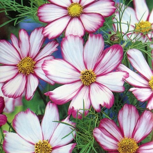 Cosmos CANDY STRIPED Pink White Petals 3-5′ Great Cut Flowers Non-GMO 100 Seeds!