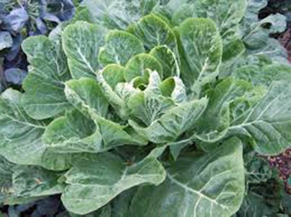 COLLARD GREENS SEED, MORRIS, HEIRLOOM, NON GMO, 500 SEEDS COLLARD GREEN
