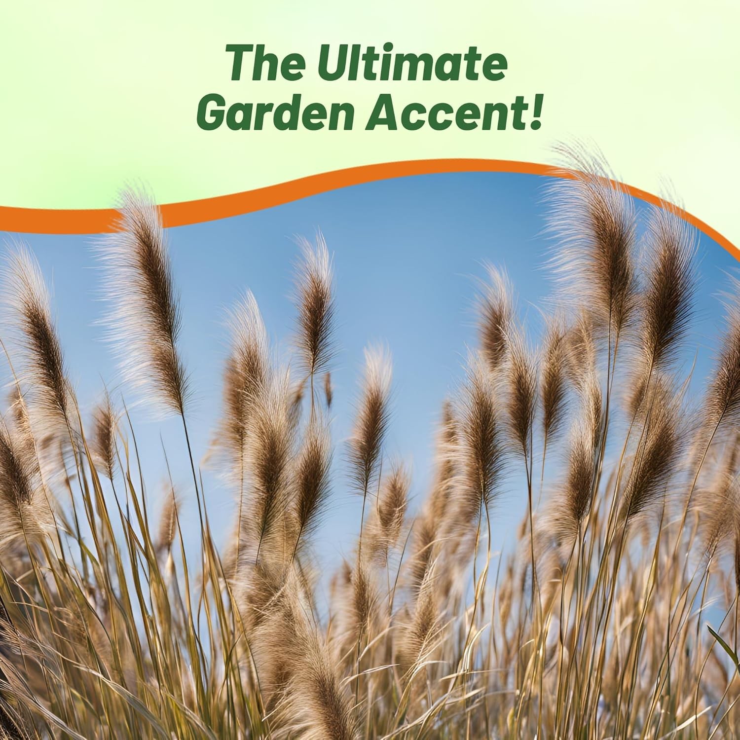 100 Seeds Fountain Ornamental Grass Seed For Planting – Pennisetum