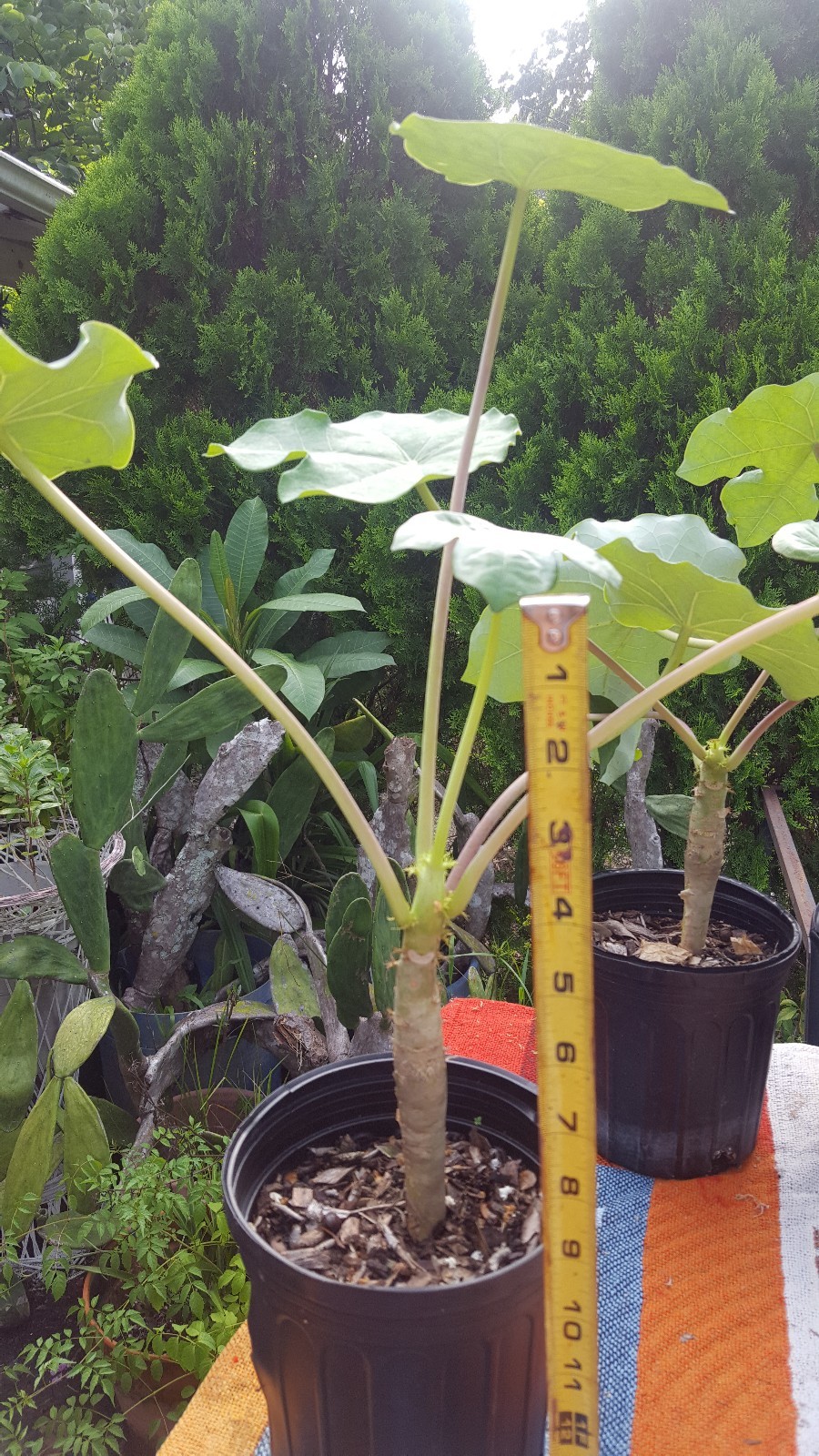 Plant or seeds! RARE! Buddha Belly Plant BONSAI FAT Caudex not desert rose wow