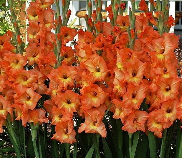(1) George Davidson Crocosmia, Yellow Flowering Perenial, Bulb