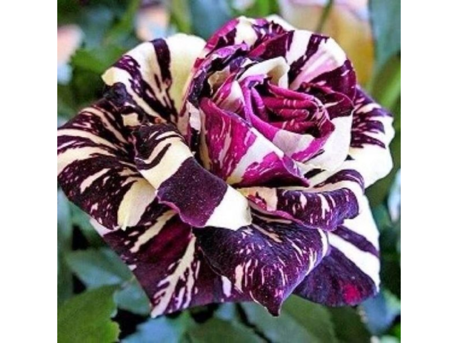 30+ Seeds| Mix Perennial Rose Seeds- Asian #1060