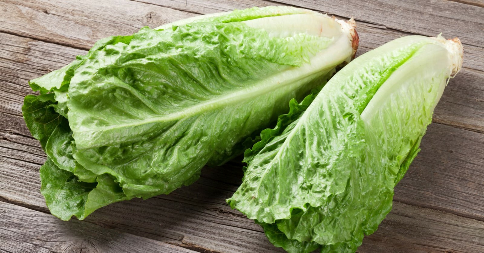 1200+ Parris Island Romaine Lettuce Seeds | Non-GMO Lettuce Seeds