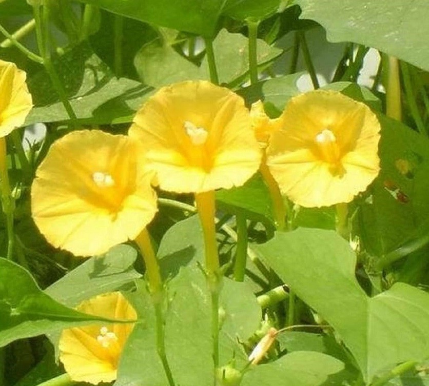 Yellow Trumpet Morning Glory – Ipomoea hederifolia var. lutea – 12 fresh seeds