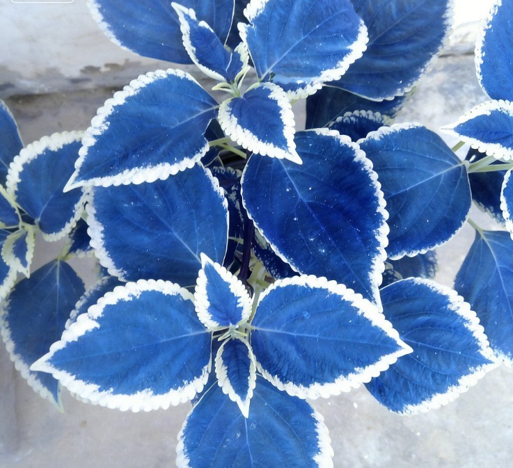 600+ Coleus Rainbow Mix Seeds