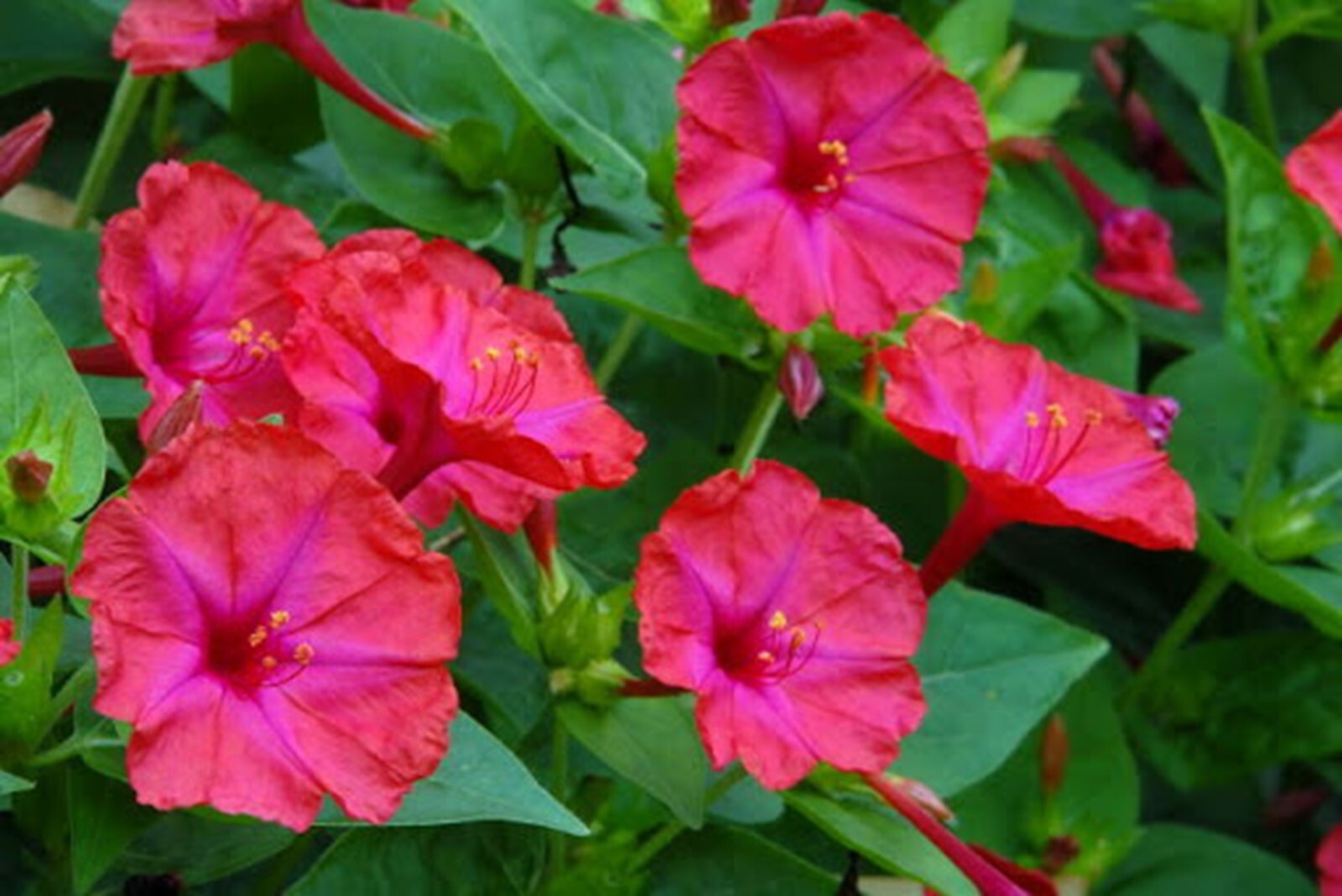 25 Bright Pink 4 O’Clock Seeds Fragrant Flowers Perennial Seed Mirabilis Jalapa