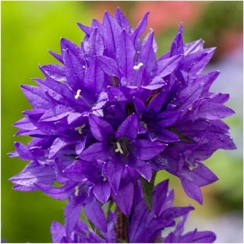3 – Bellflower Superba Seeds For Planting (Campanula glomerata) 1,000 Seeds