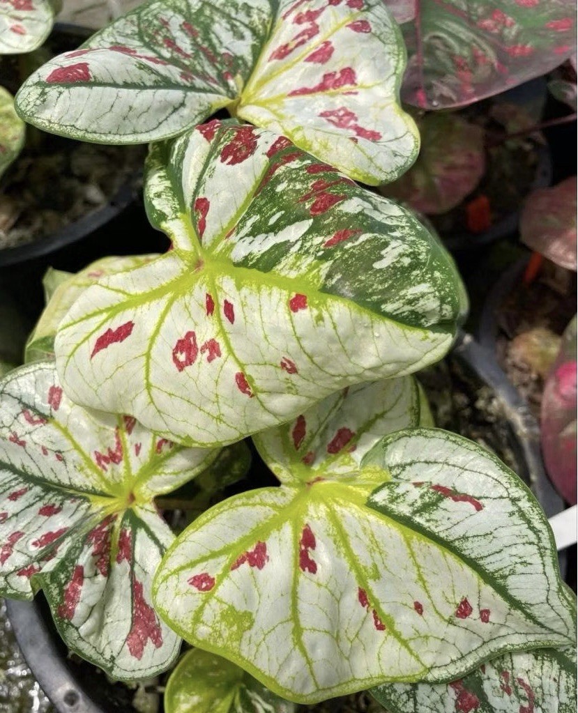 AUTHENTIC Caladium Nong Khai 1 bulbs