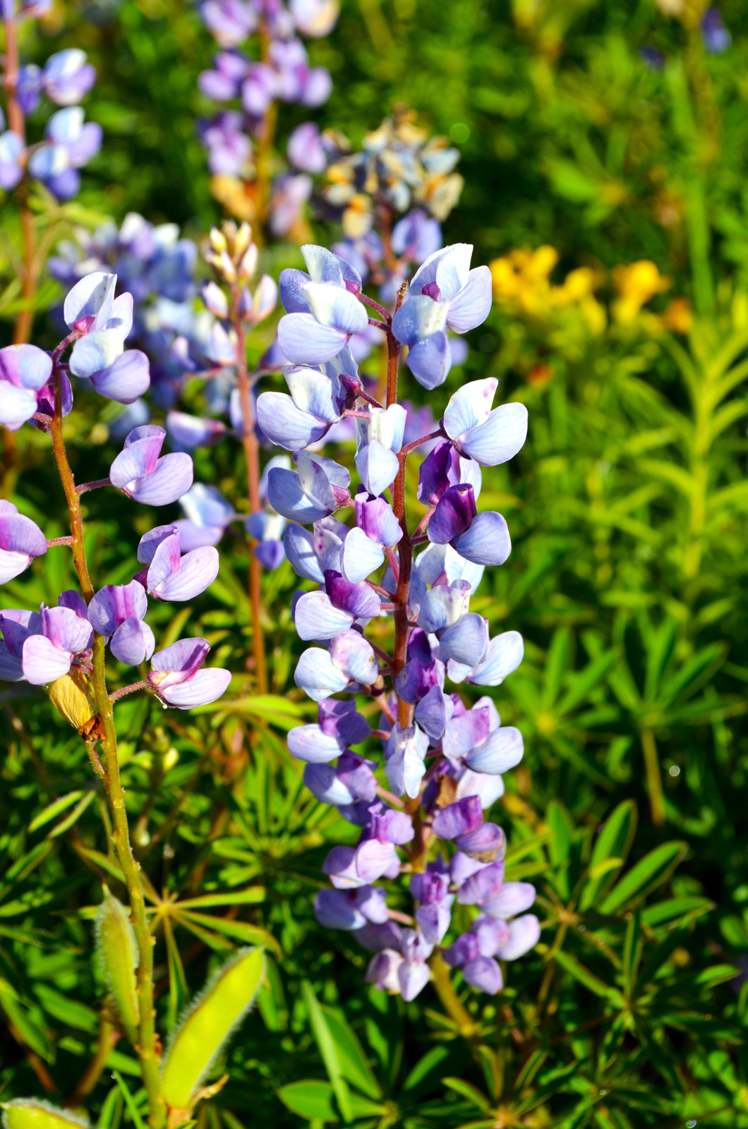 Blue Bonnet Perennial Lupine Seeds | Sundial Lupin Bluebonnet Flower Seed 2025