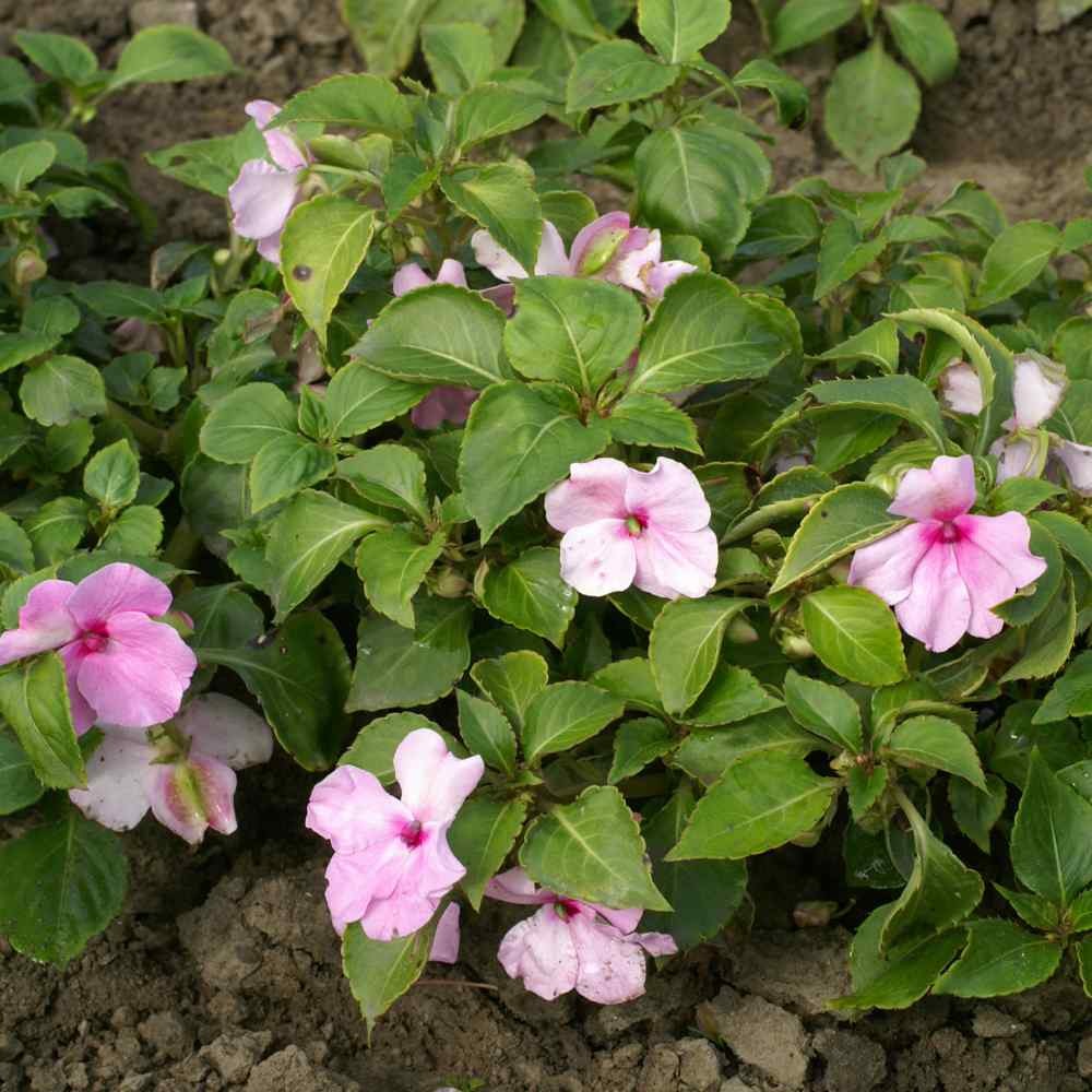 2000 Seeds Impatiens Seed – Impatiens Walleriana Baby Pink Flower Seeds
