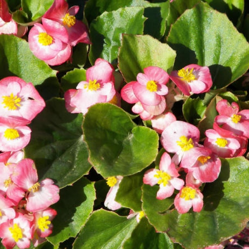 Begonia Seeds 50 Pelleted Seeds Begonia Bada Bing Rose Bicolor