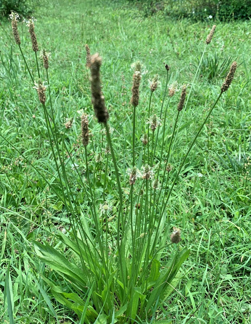 Narrow Leaf Plantain (Plantago Lanceolota) 100 Seeds 2025 Organic/NC Grown