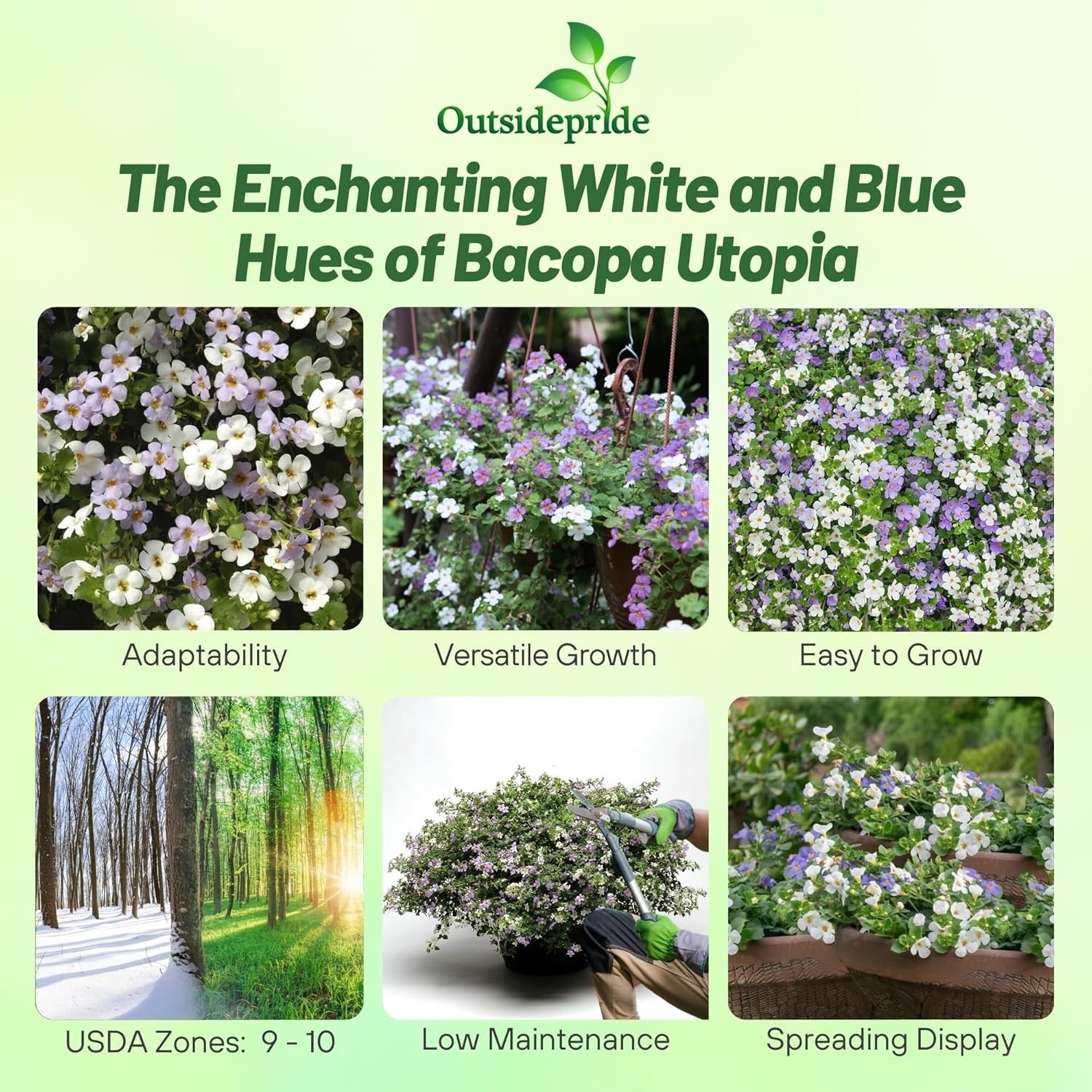 20 Seeds Bacopa Utopia Fuseables – Trailing Bacopa Flower Seeds
