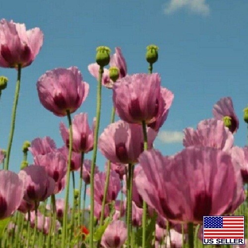 Turkish Poppy Seeds 10,000 Imported Fresh For Planting P Somniferum Mavi Hashas