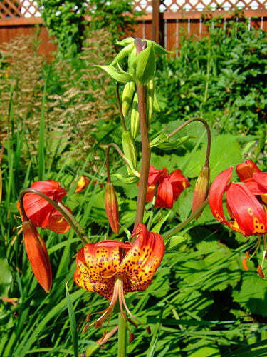 Lilium pardalinum | Leopard Lily | Panther Lily | 10 Seeds