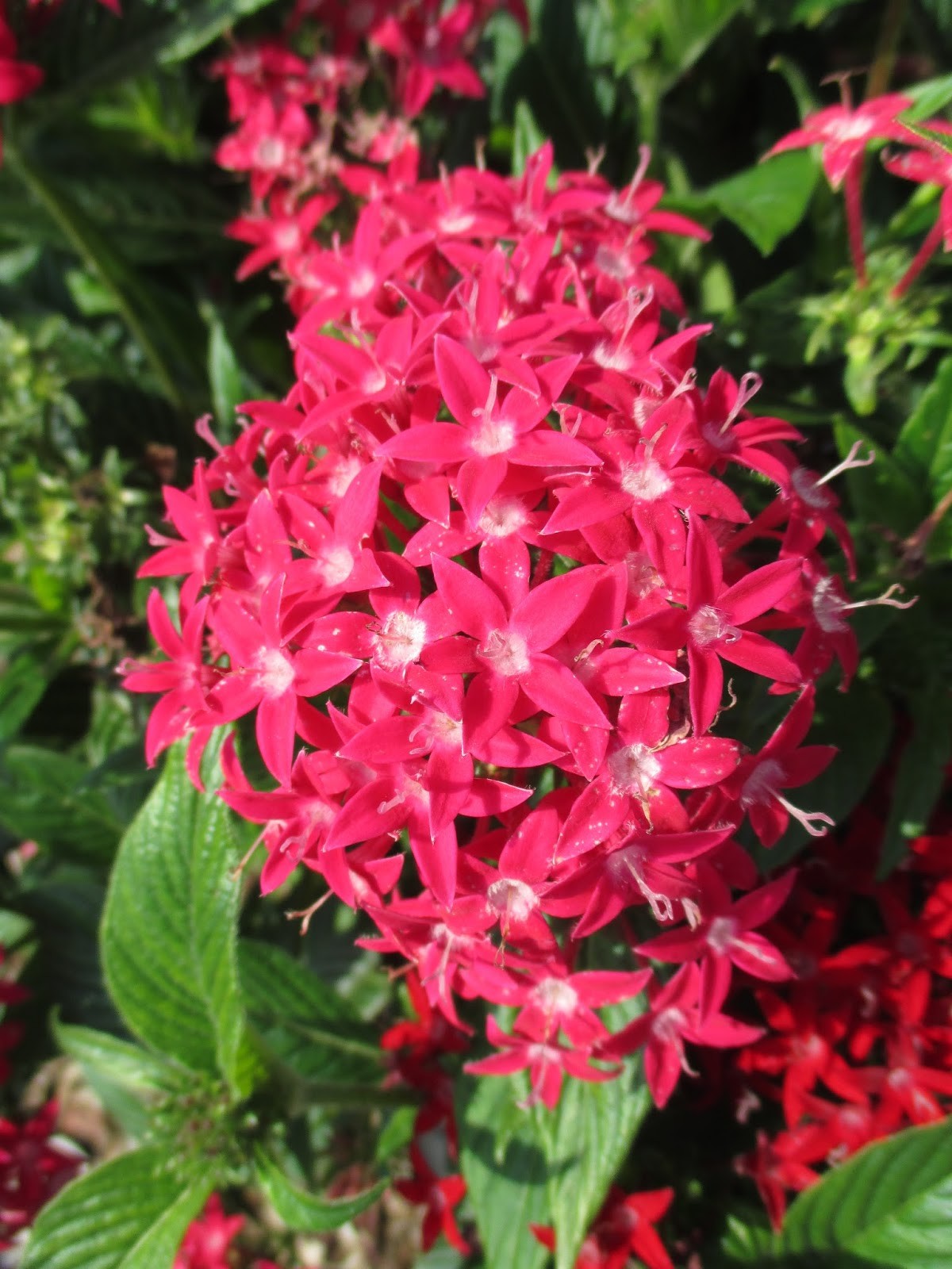 Pentas Seeds Graffiti Rose 25 Pelleted Seeds