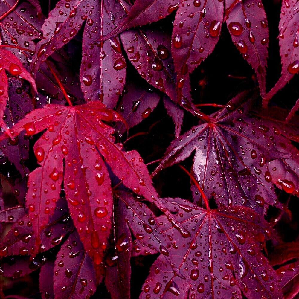 “BLOODGOOD” Red Japanese Maple Tree Seeds (Palmatum atropurpureum) Hardy Bonsai
