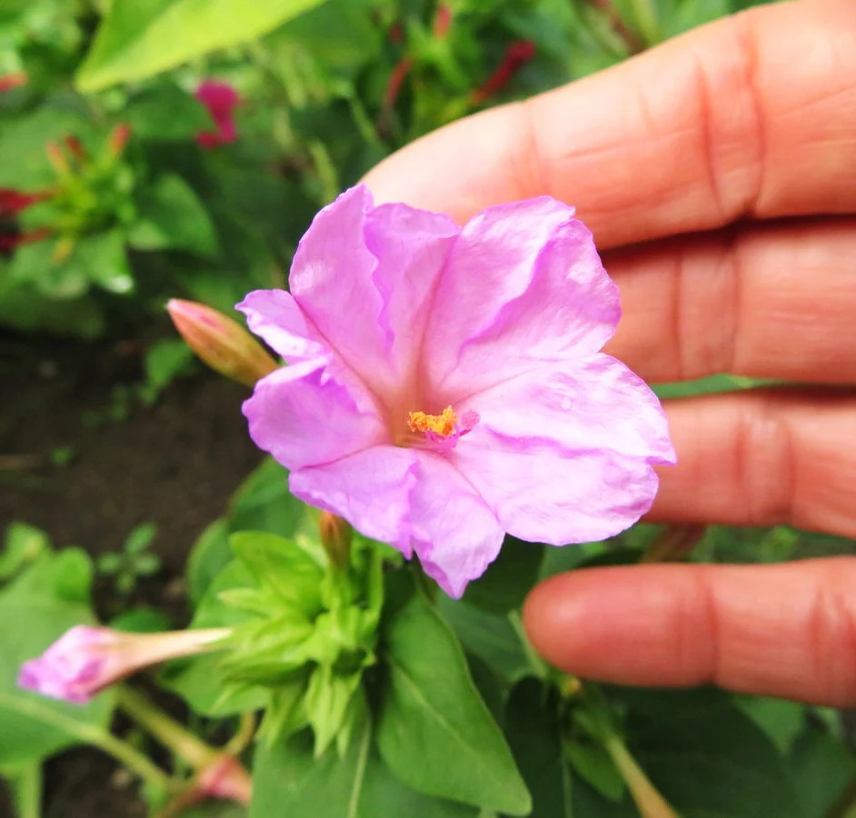 Baby Pink Four O’ Clock Seeds | Mirabilis Marvel Light Violet Flower Seed 2025