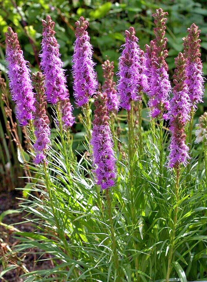 LIATRIS SPIKATA 100 SEEDS MOSTLY PURPLE A FEW WHITE, BLAZING STAR, GAYFEATHER