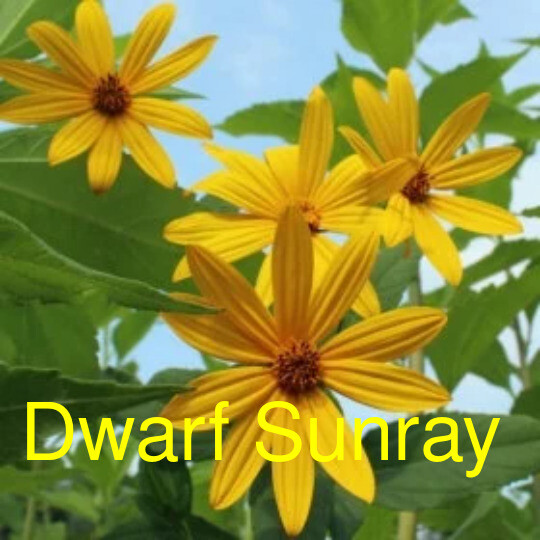 Jerusalem Artichoke EARLY Dwarf Sunray Variety – Organic Sunchoke Sunroot