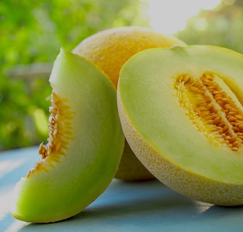 Lemon Drop Honeydew Melon Seeds 10 Organic Seeds RARE *Free Shipping*