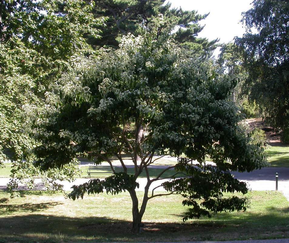 1-1000 PCS Seven Son Flower Tree Seeds Heptacodium Miconioides White Flower 0156