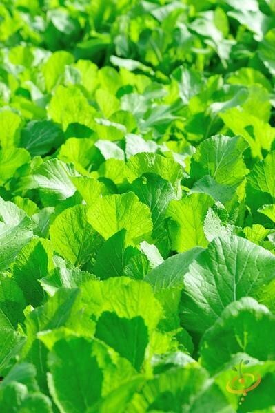 1200+ Organic Florida Broadleaf Mustard Green Seeds – Hột Cải Bẹ Xanh – 2024