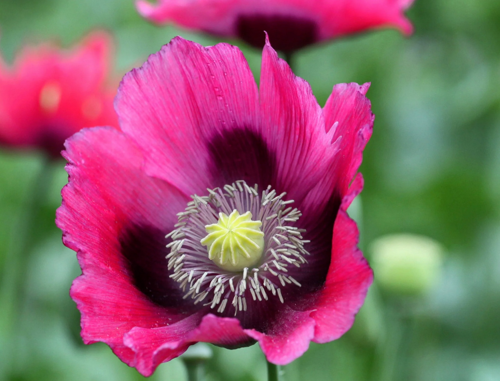 1,000 Seeds – Ultimate Mixed Poppy Seed – P. Somniferum – 10 Beautiful Varieties