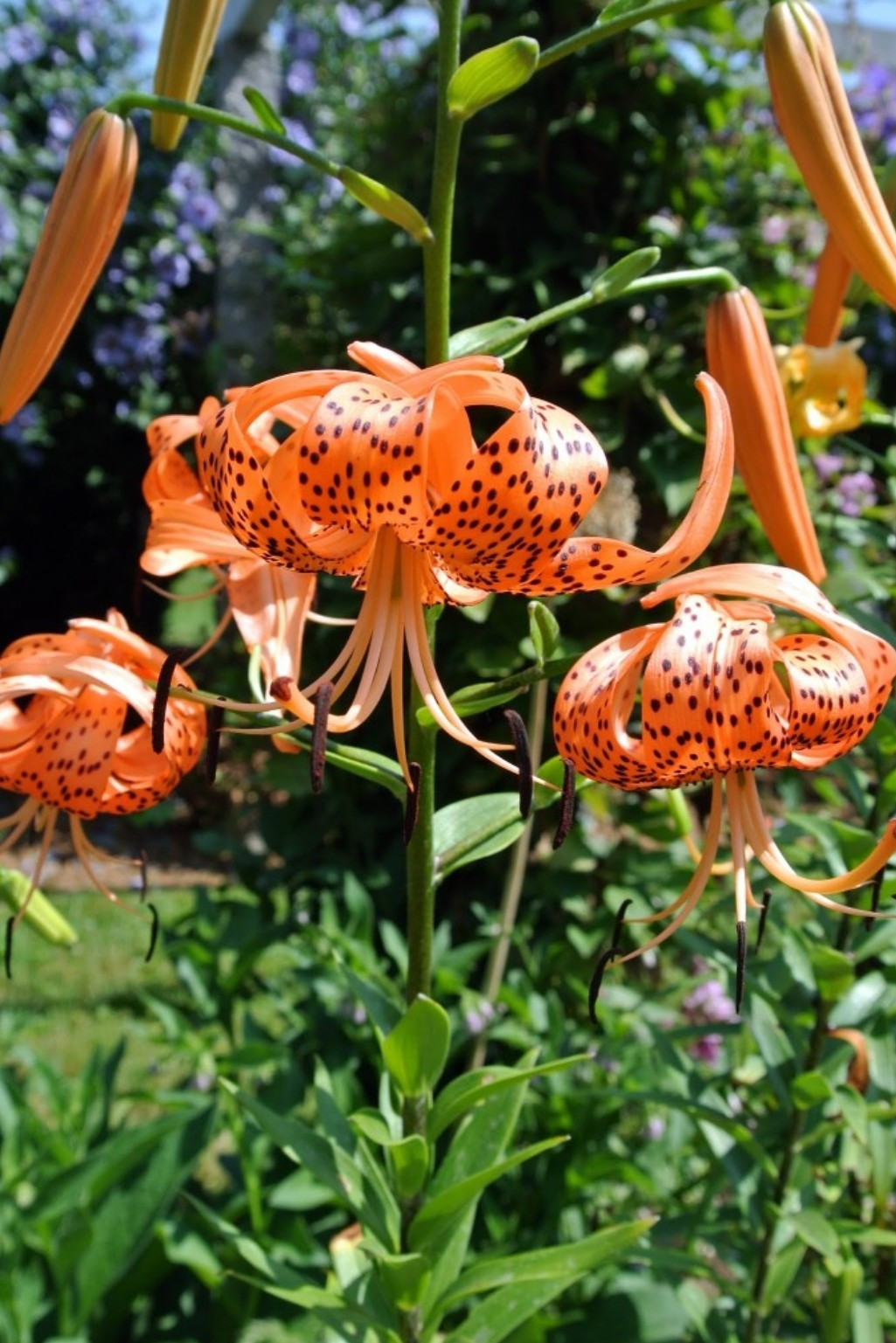 Lily Flower Bulbs Tiger Lilies 5 Large Orange Black Florist Flowers Spring Plant