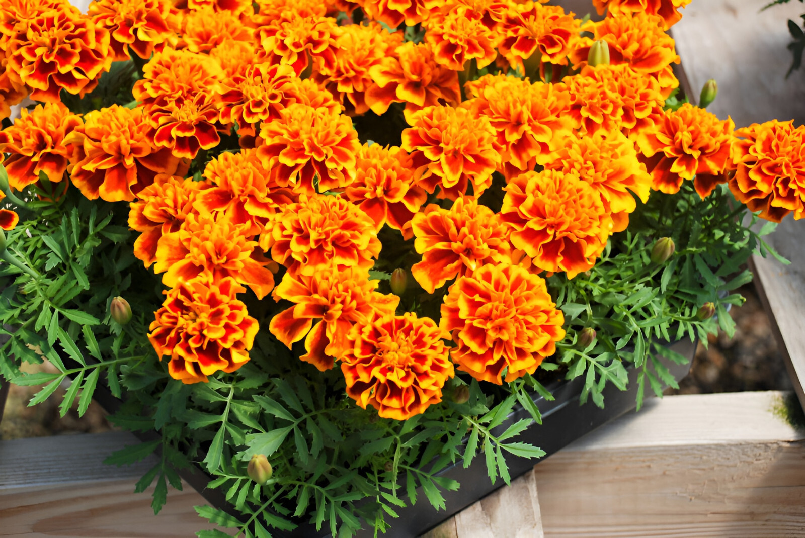 300 French Marigold Seeds: Sparky- Beautiful Orange and Yellow Blooms