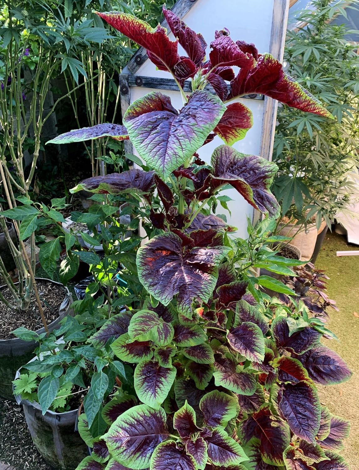 500 Pcs Red Stripe Leaf Amaranth Seeds – Edible Spinach-Like Salad Green Spinach