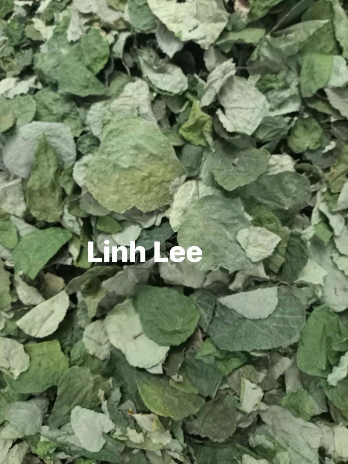 Green Glass Jelly Leaf Dry (Tiliacora Triandra) – Lá Sương Sâm Lông Sấy Lạnh