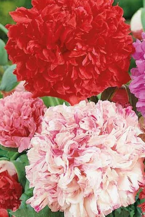 400+ Peony Poppy Double Mix Seeds **Fresh Seeds** ~~Free Shipping~~