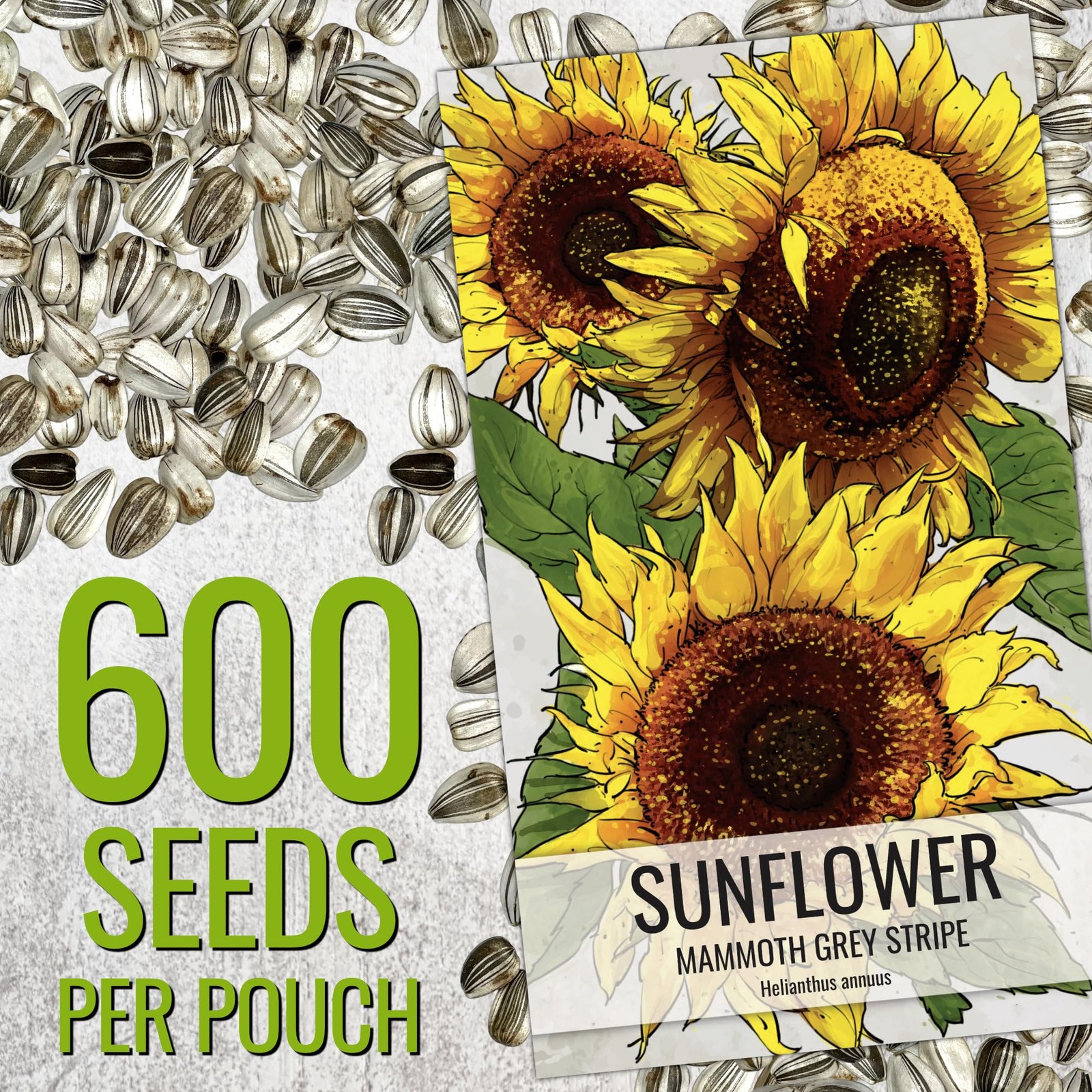 Needs Sunflower Seeds to Plant 600+ Mammoth Grey Stripe Seeds | Heirloom Heli…