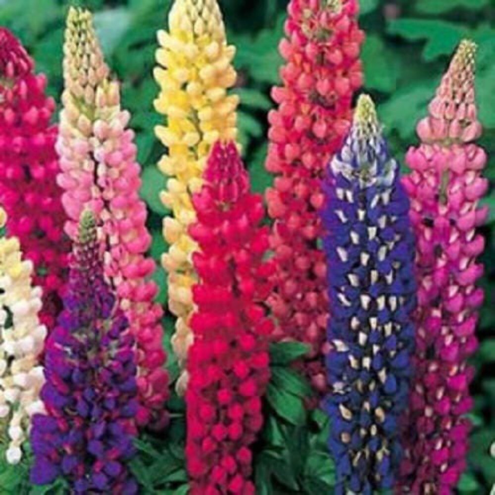 75 Mixed Colors RUSSELL LUPINE Bigleaf Lupinus Polyphyllus Flower Seeds