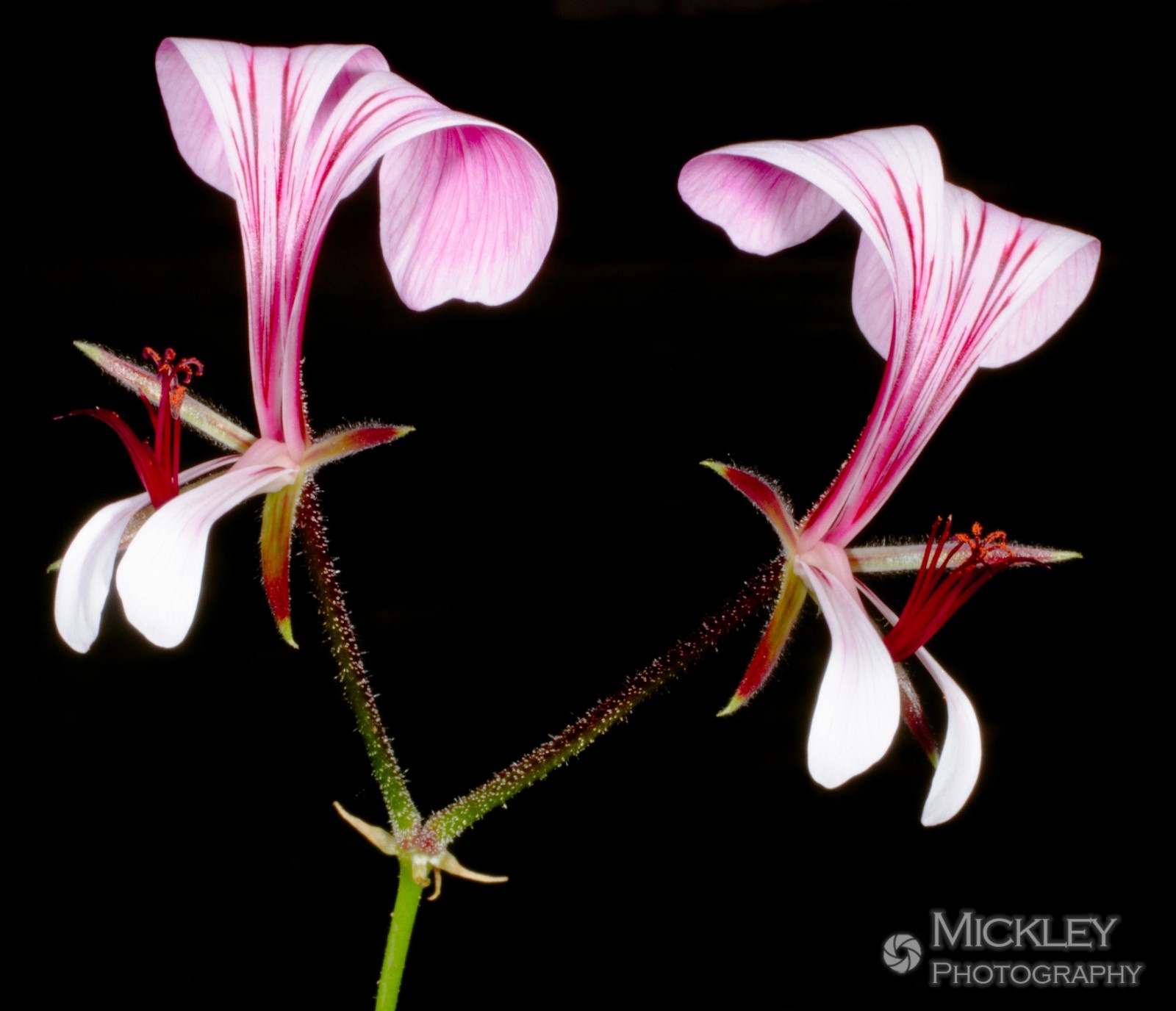 Pelargonium tetragonum, 5 seeds, square-stemmed geranium
