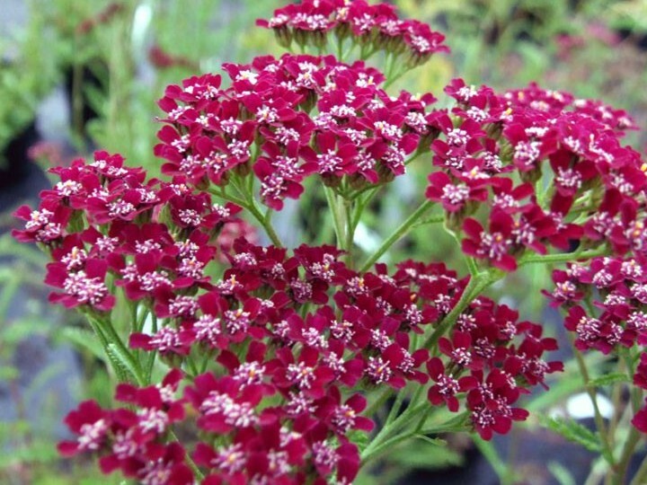 50+ Yarrow Cerise Queen seeds