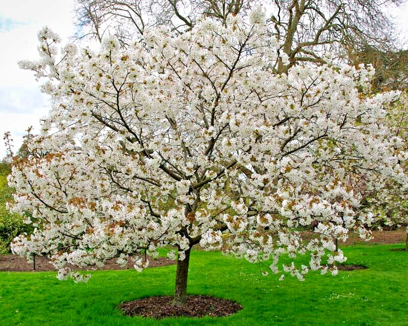 Japanese Sakuranbo Cherry | Premium Seeds | Prunus serrulata Spontanea | Plants’