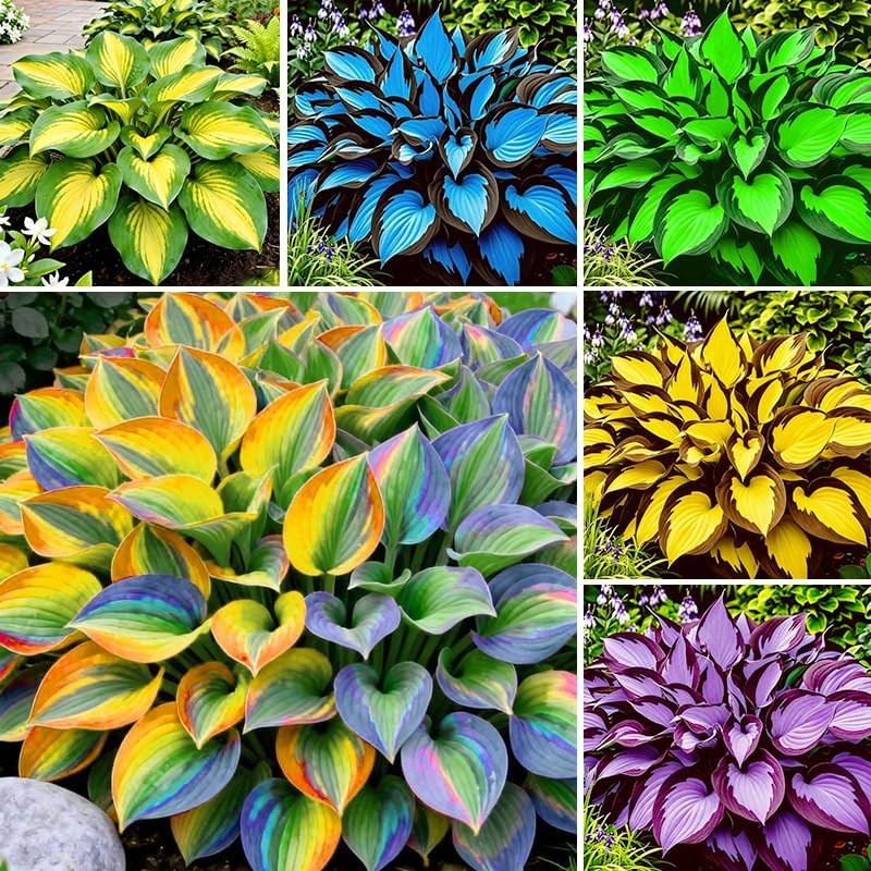 115+ Unique Hosta Seed Packets for Potted & Shade Garden Planting