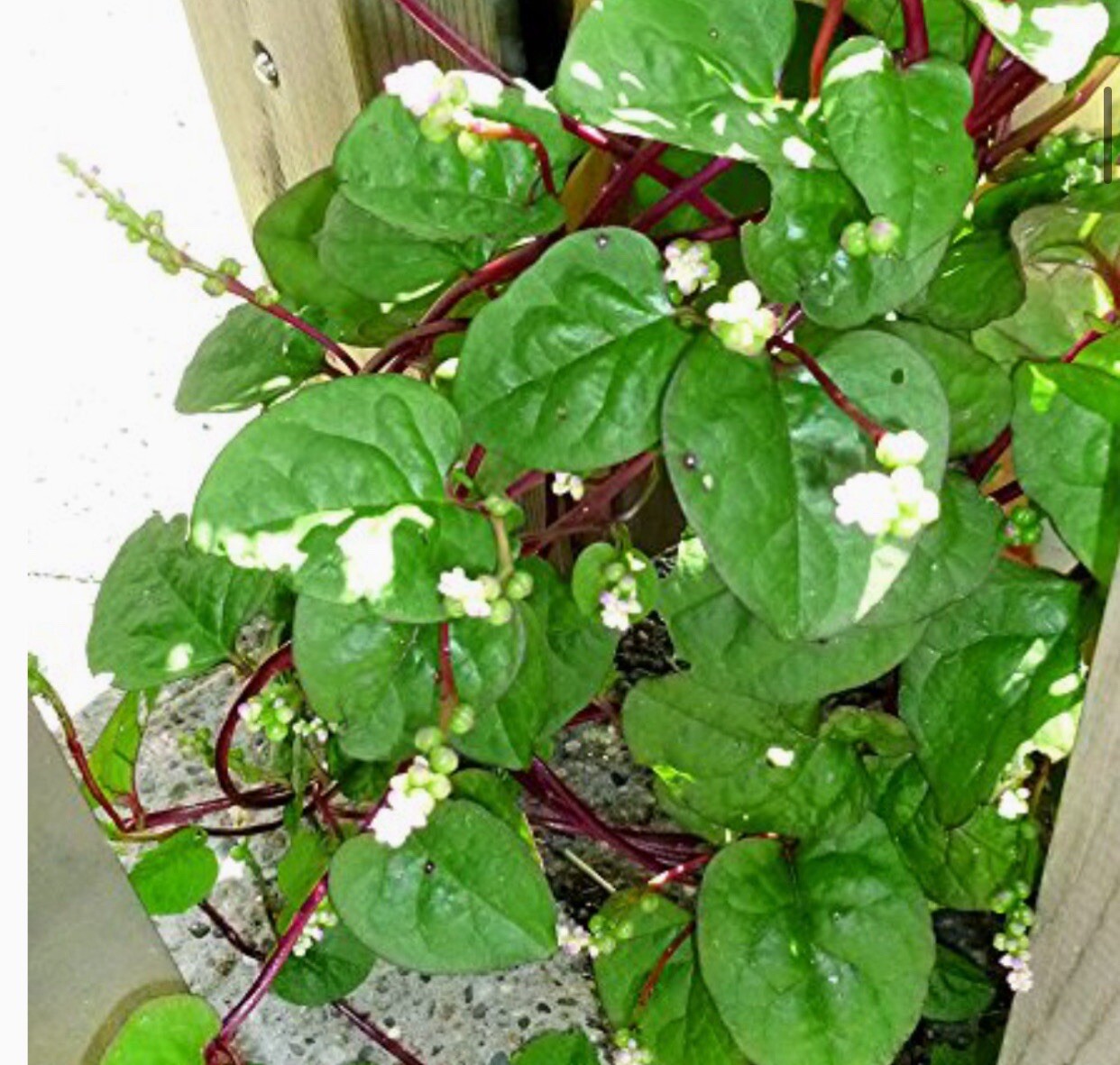 300+ SEEDS Red Malabar Spinach Seeds, Mồng Tơi Đỏ, basella alba