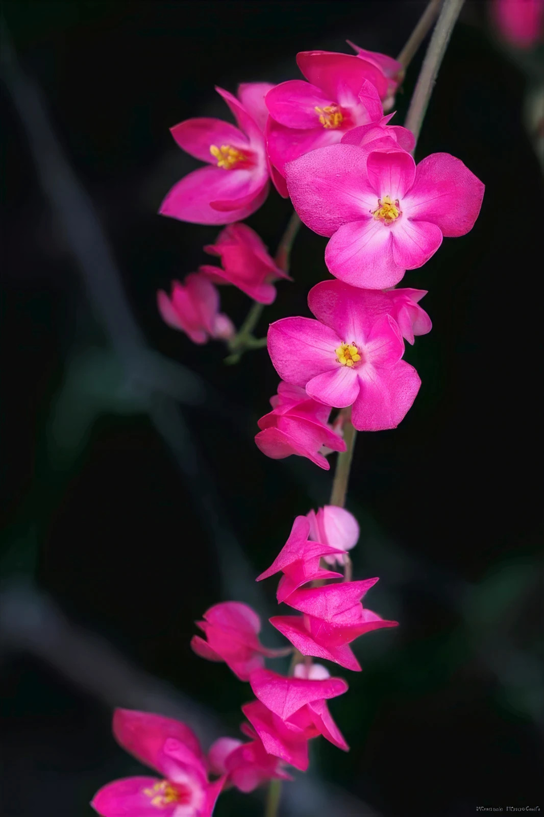 CORAL VINE SEEDS (Antigonon Leptopus) Mexican Creeper Chain of Love Pink Flower