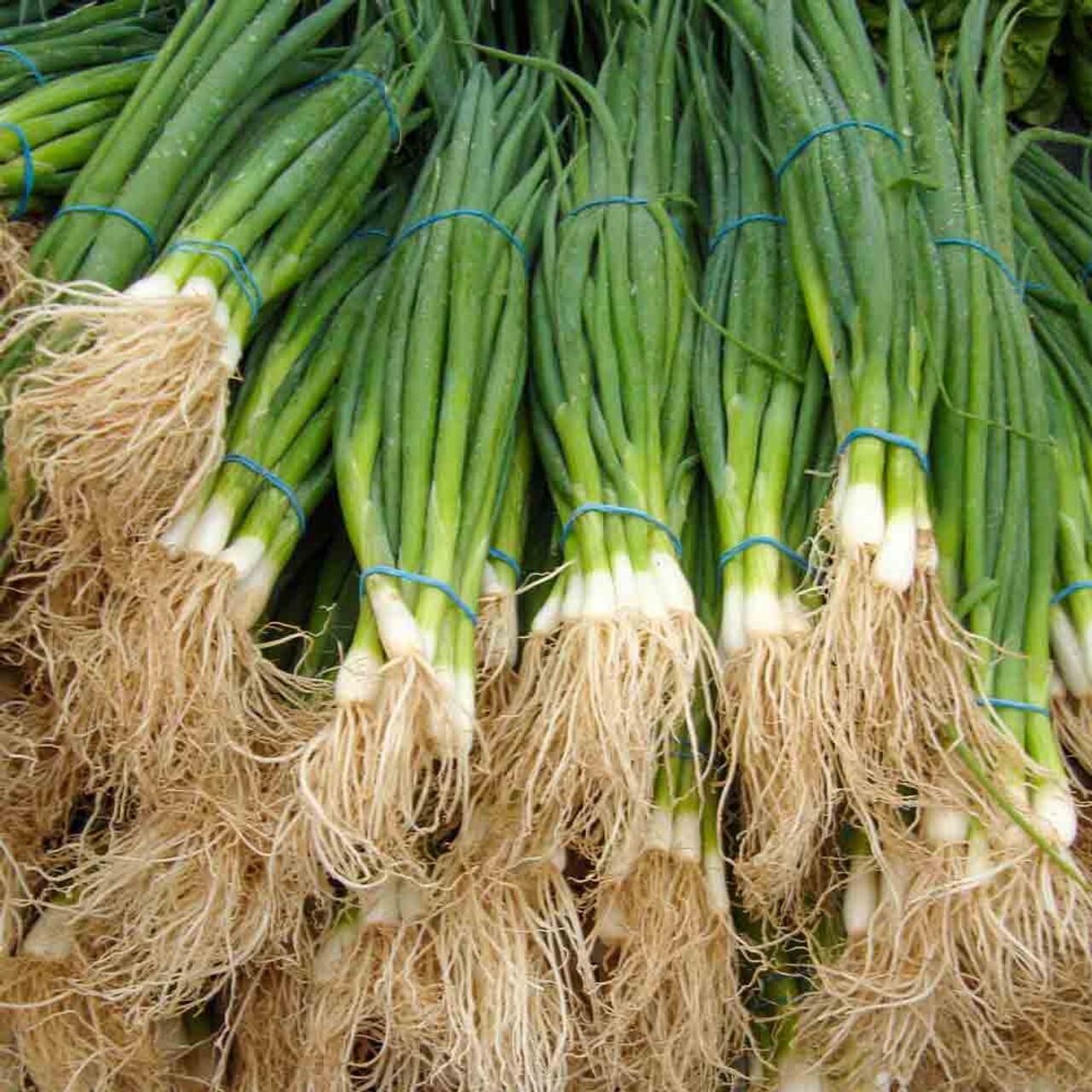 250 Organic Non-GMO Tokyo Long Bunching Green Onion Seeds- Seeds Of Tomorrow