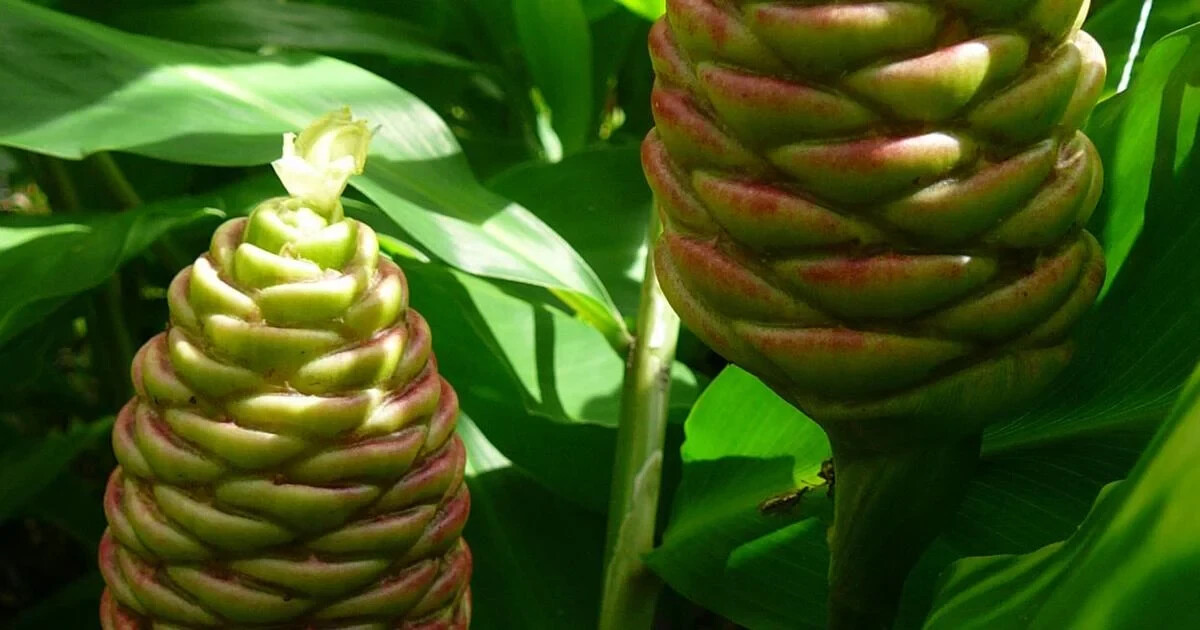 4 Shampoo Ginger Rhizomes, Zingiber Zerumbet, Pine Cone, Free Ship