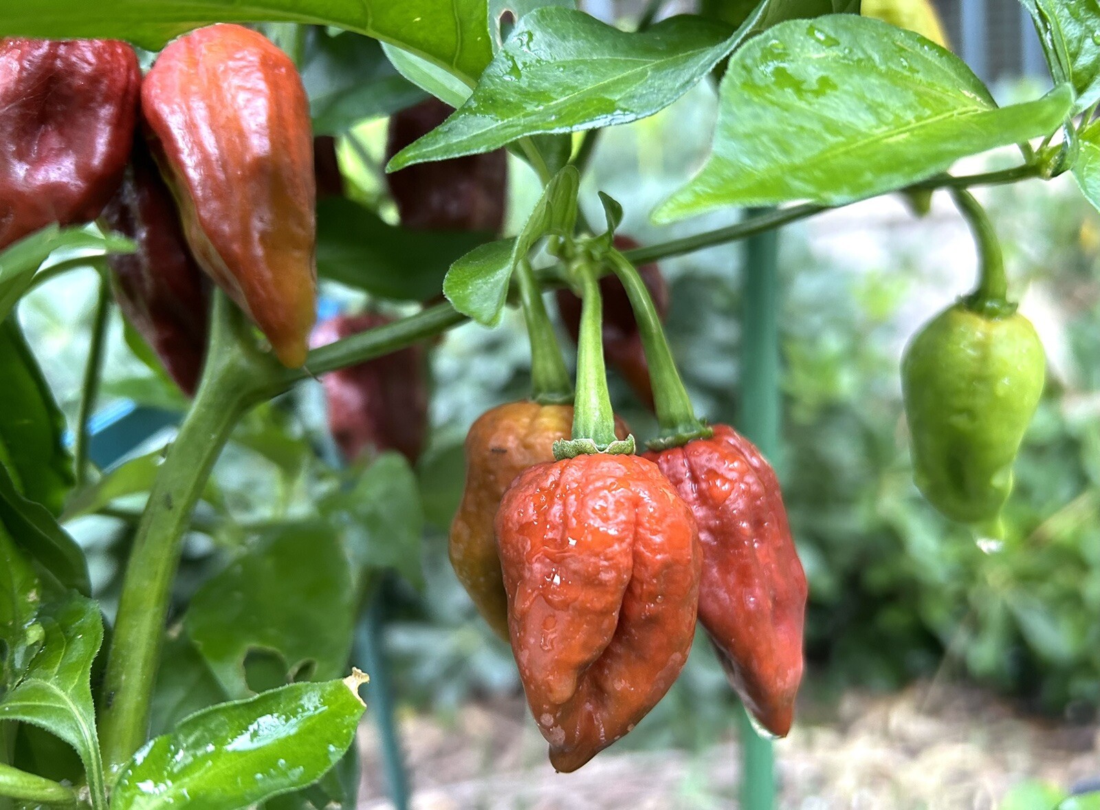 Super Hot Chocolate Ghost Chili Pepper, Bhut Jolokia – 15 Seeds 2024 – USA