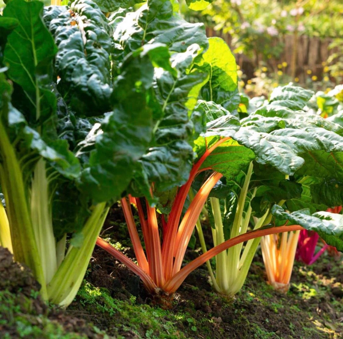 40+ Swiss Chard Seeds, Rainbow/Bright Lights Mix, Heat-Tolerant, Fresh 2026 🇺🇸