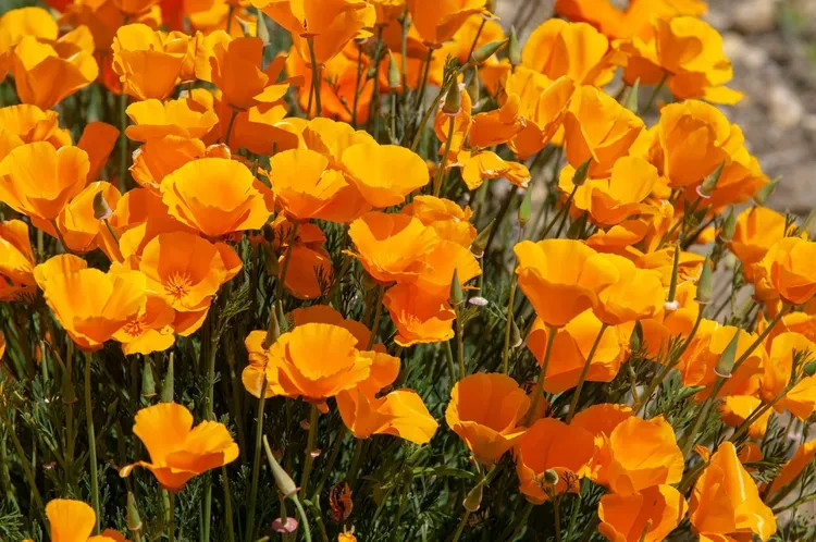 Bulk California Poppy Seeds Eschscholzia californica Stunning Orange Wildflower