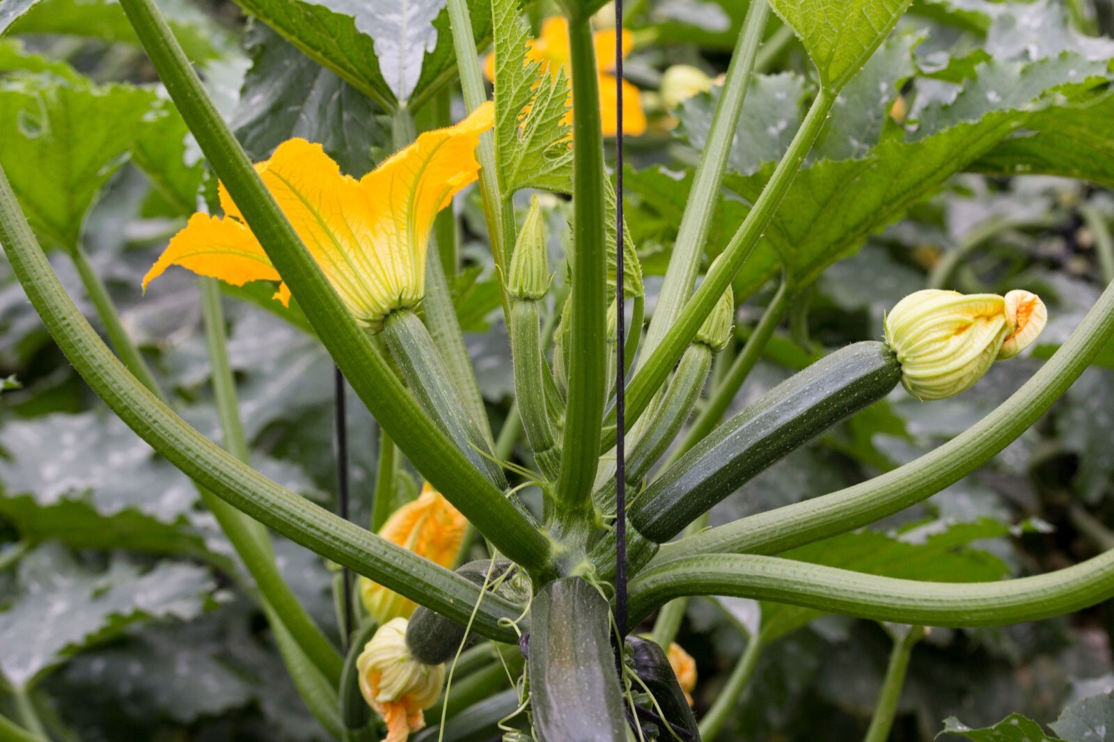 Vegetable Seeds-Zucchini Dark Green Squash – 20 Heirloom Seeds – Great Taste