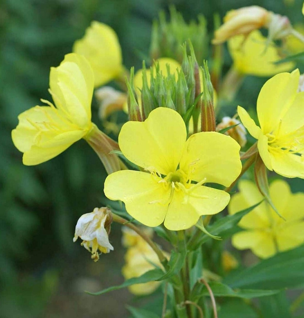 500+ Yellow Common Evening Primrose Seeds **Fresh Seeds~~Free Shipping~~