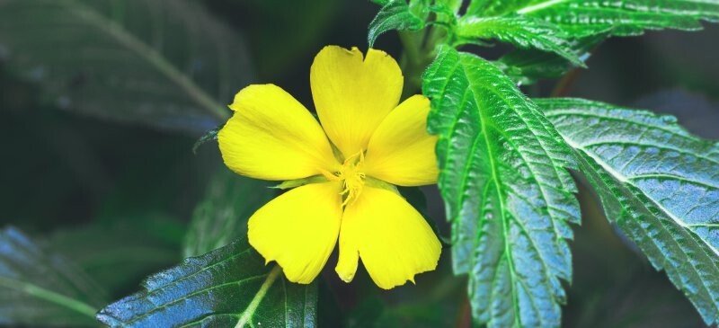 Damiana Leaf -‘Turnera diffusa’- Dry leaf – 1 oz./ non GMO